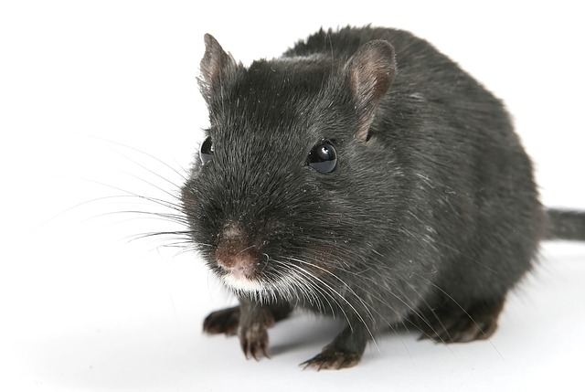 a black rat